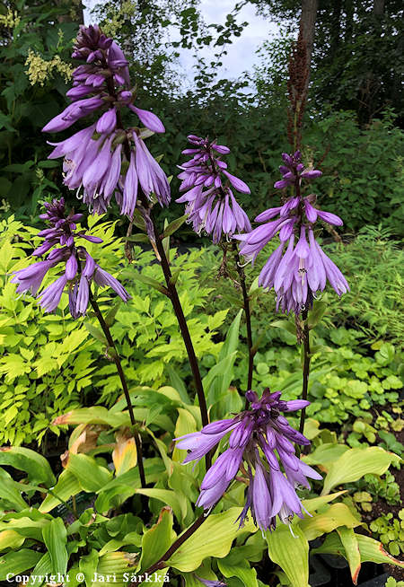 Hosta Tarhafunkia-Ryhm 'Isoidin Hymy', jalokuunlilja
